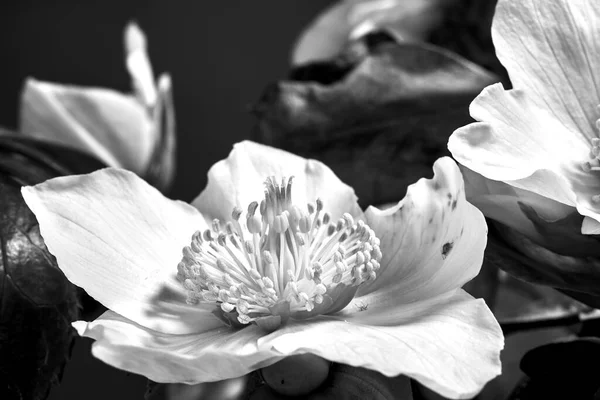 Detail Bunga Hellebore Putih Polandia Monokrom — Stok Foto