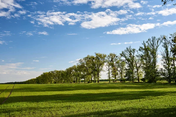 Ländliche Landschaft Mit Blühenden Raps Und Bäumen Entlang Der Straße — Stockfoto