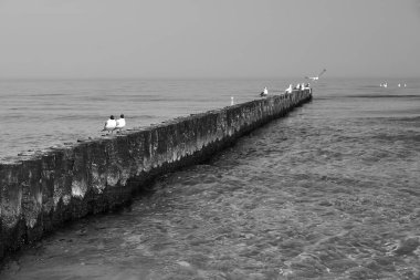 Polonya 'da Baltık Denizi kıyısındaki ahşap bir dalgakıran üzerinde oturan ternler, tek renk.