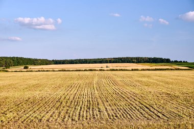 Polonya 'da yaz boyunca sakallı kırsal alan