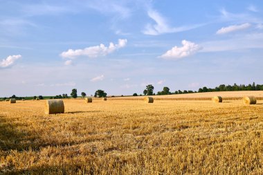 Polonya 'da yaz boyunca sakallı kırsal alan
