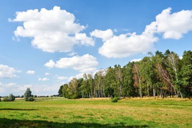 Polonya 'da çayır ve yaprak döken ormanlarla dolu kırsal bir arazi.