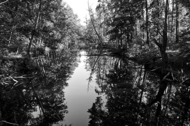 Polonya 'da yaz boyunca ormandan akan Obra nehri tek renkli.