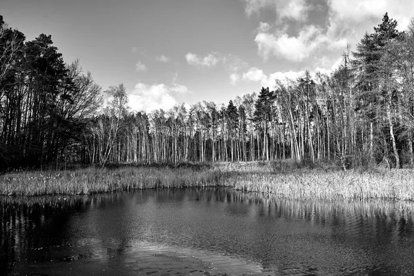 Canne Sul Lago Boschetto Betulle Durante Inverno Polonia Monocromo — Foto Stock