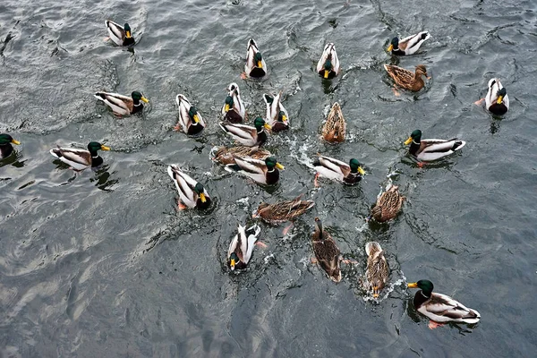 ポーランドの池に浮かぶマガモの群れです — ストック写真