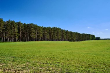 Polonya 'da yaz boyunca ormanlık bir kırsal alan
