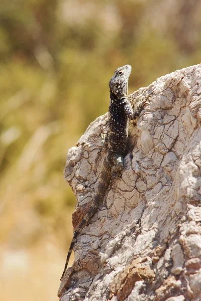 Greek lizard — Stock Photo, Image