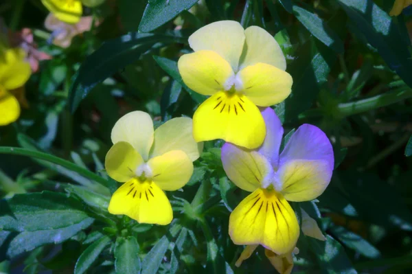 花パンジーの開花 — ストック写真