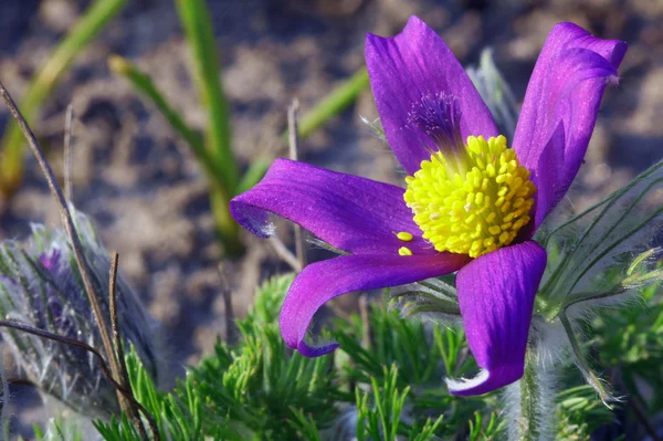 Pulsatilla bloem — Stockfoto