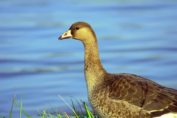 Divoká Husa na jezeře — Stock fotografie