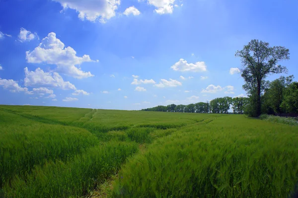 Paisaje rural con grano y árboles — Foto de Stock