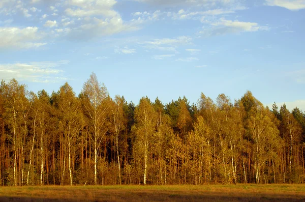 草甸和白桦树林 — 图库照片