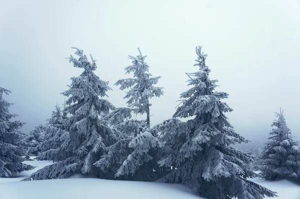 Trær med snødekke – stockfoto