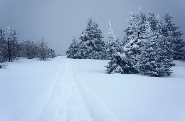 Kar altında gömülü yürüyüş yolu — Stok fotoğraf