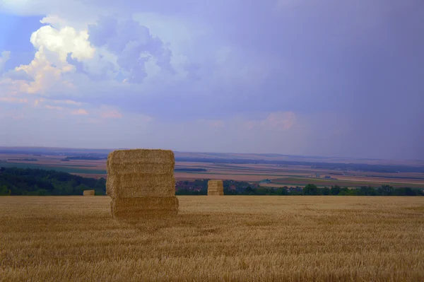 Paysage rural estival après récolte — Photo