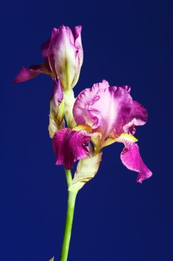 çiçek iris