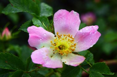 çiçek yaban gülü