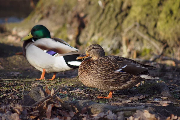 Ankor promenader i skogen — Stockfoto