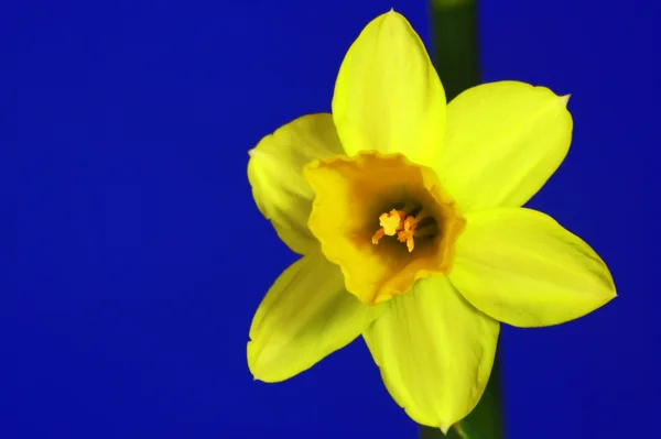 Daffodil floare — Fotografie, imagine de stoc