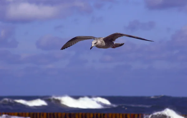 Seagull on the fly — Stock Photo, Image