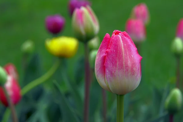 Tulipanes coloridos —  Fotos de Stock