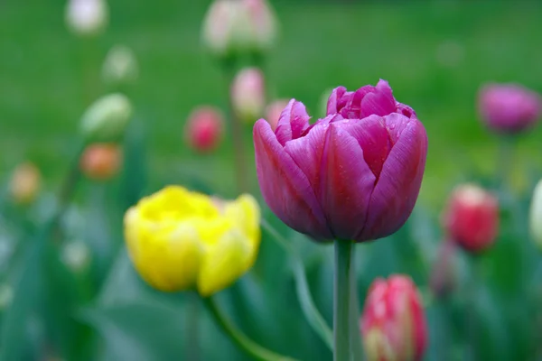 Tulipanes coloridos —  Fotos de Stock