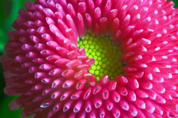 Detail of Daisy flower — Stock Photo, Image