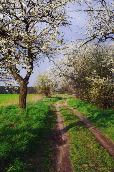 Polnej drodze i kwitnących drzew — Zdjęcie stockowe