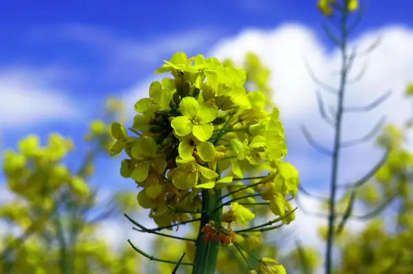 Blooming rape — Stock Photo, Image