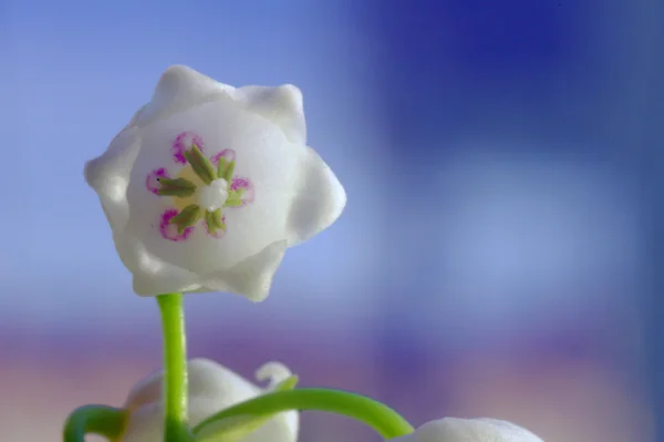 Çiçekli vadi zambağı — Stok fotoğraf