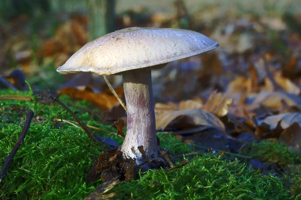 Гусиный гриб, растущий на мху — стоковое фото