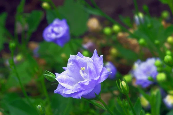 Lavatera kwiat — Zdjęcie stockowe