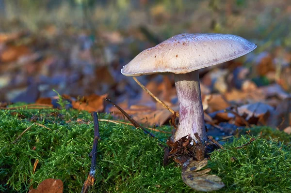 Goose Mushroom growing on moss — Stock Photo, Image