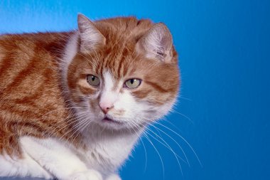 Ginger European kedi,