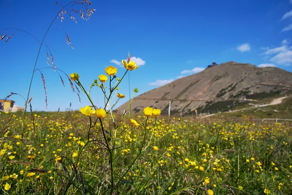 Flores en medow en las montañas — Foto de Stock