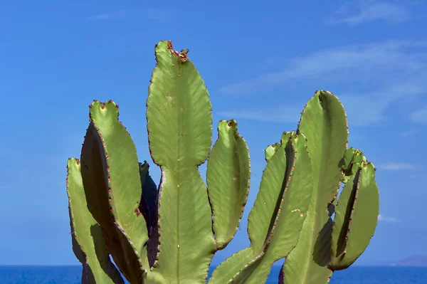 Prickly Pear Cactus growing on the sea — Stock Photo, Image