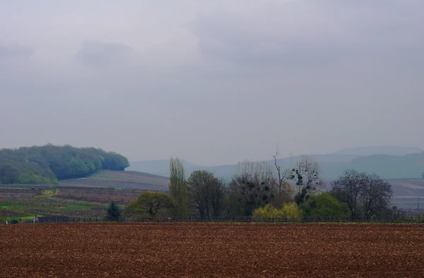 Paesaggio nebbioso con vigneti — Foto Stock