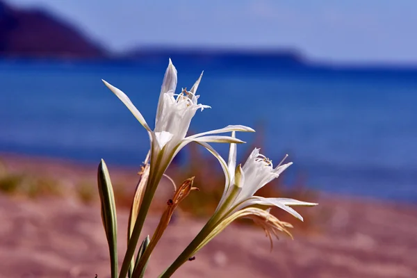 Květ bílý Agapanthus africanus — Stock fotografie