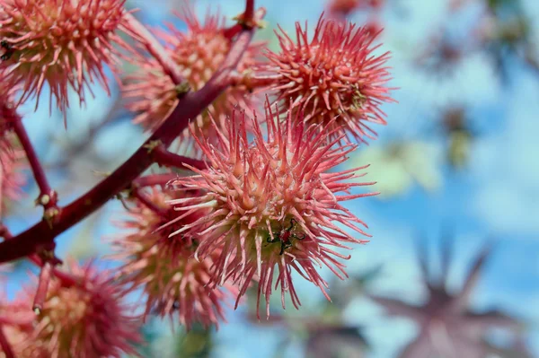 Maxomys vruchten aan de boom — Stockfoto