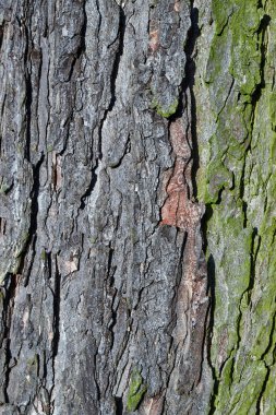 Yaşlı bir ağacın kabuğu