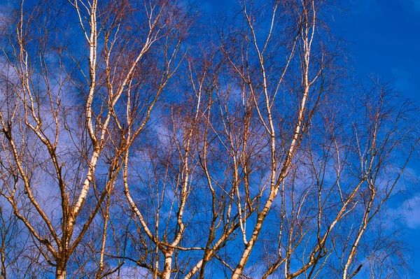 White birch branches — Stock Photo, Image