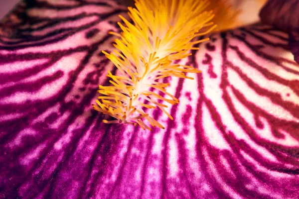 Detalle de flor de iris púrpura — Foto de Stock