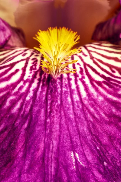 Detalle de flor de iris púrpura —  Fotos de Stock