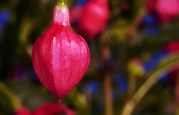 Bud fúcsia — Fotografia de Stock