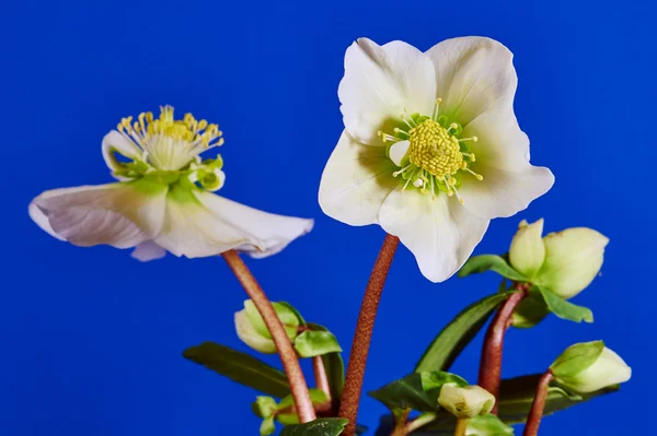 Blomma hellebore — Stockfoto