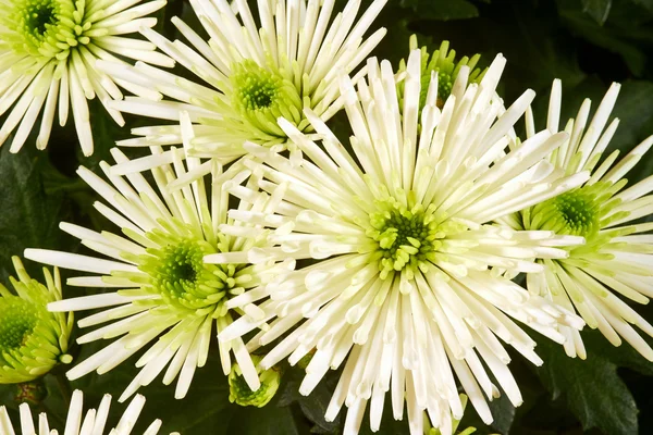 Chrysanthemum Bristle — стоковое фото