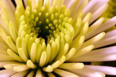 Krizantem kıl çiçek