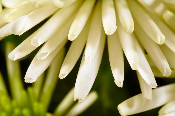 Crisantemo Fiore di Bristle — Foto Stock