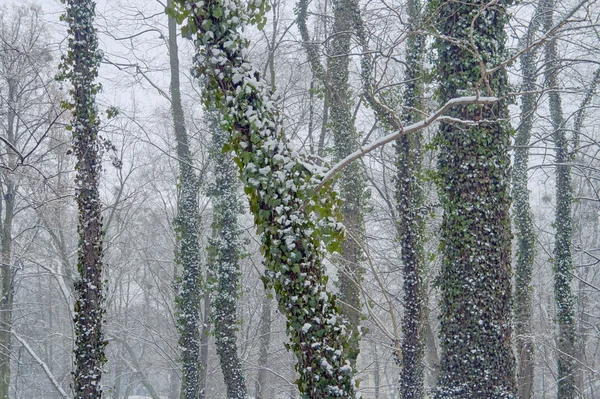 Sneeuw bedekte stammen van bomen — Stockfoto