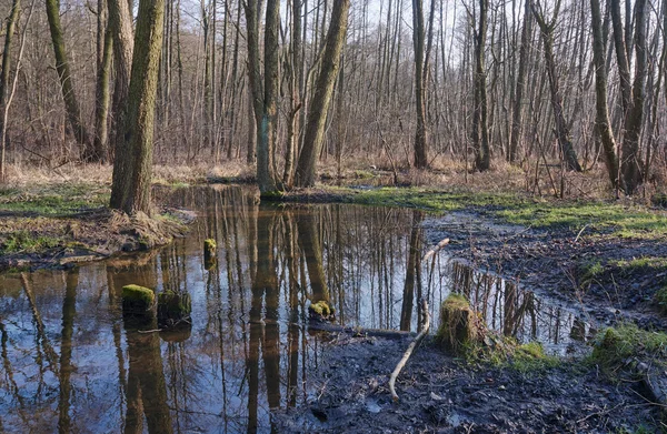 Spillage small deciduous forest river — Stock Photo, Image